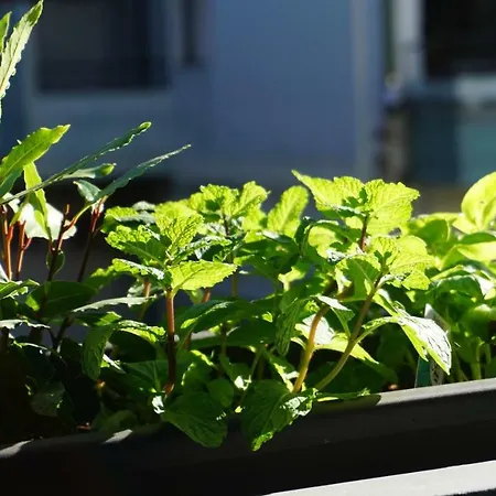 Appartement Casa Da Andorinha, Charm Bolhao