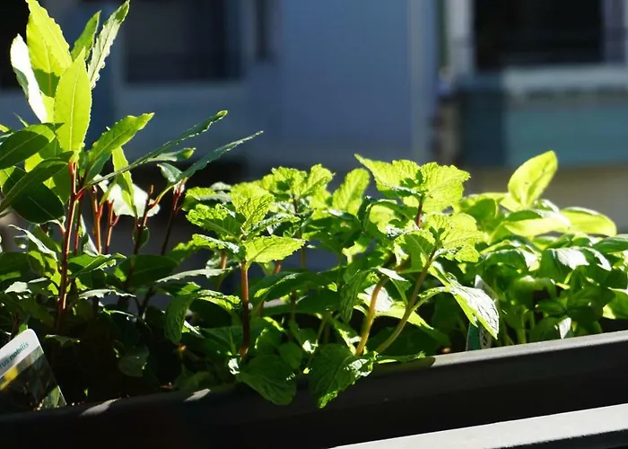 Daire Casa Da Andorinha, Charm Bolhao